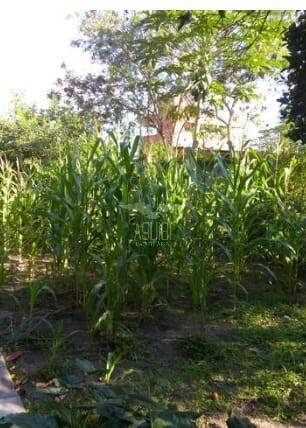 Fazenda à venda com 2 quartos, 1m² - Foto 10